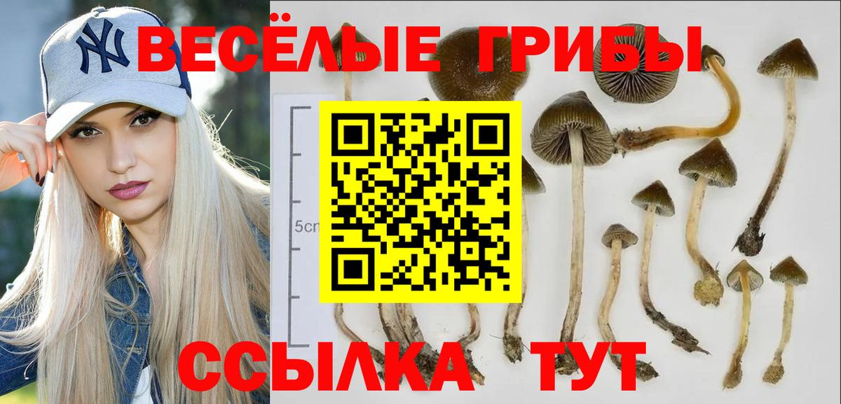 Галлюциногенные грибы Cubensis Арзамас
